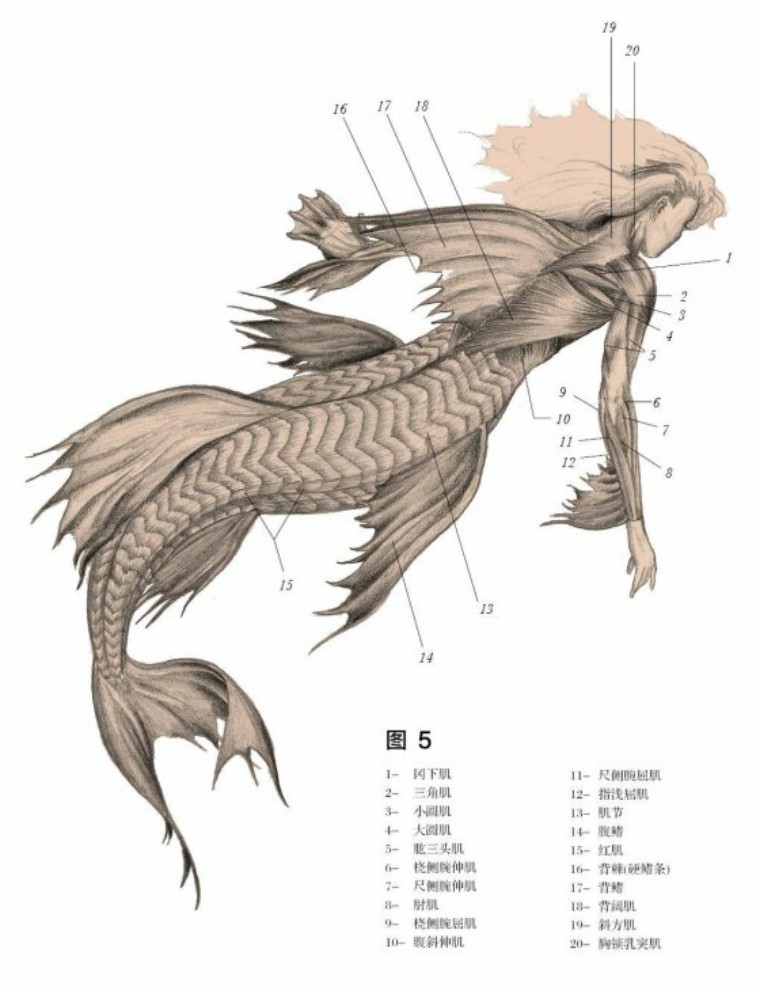 关于解剖美人鱼的电影解说,解剖美人鱼告捷视频