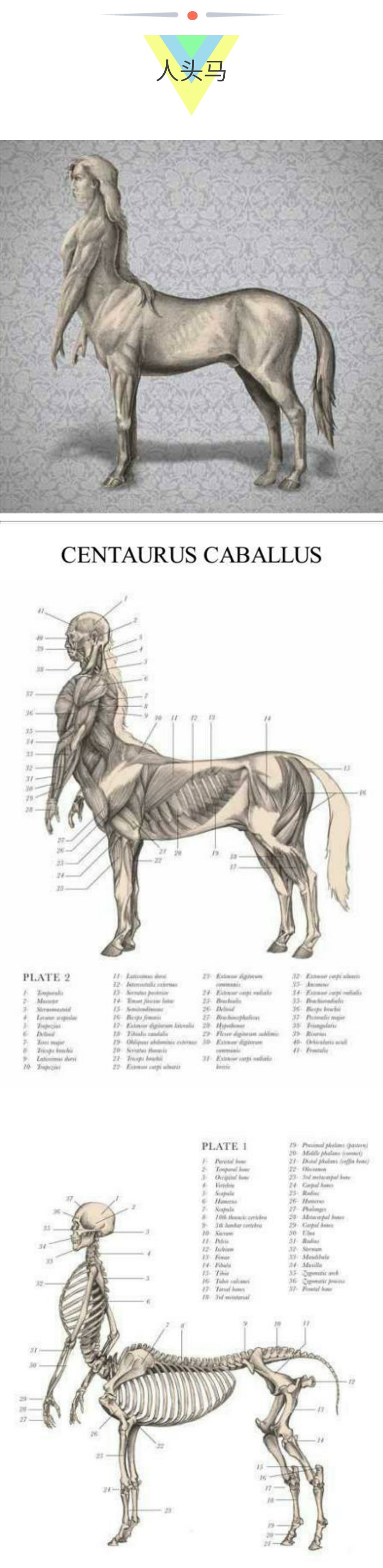 关于解剖美人鱼的电影解说,解剖美人鱼告捷视频