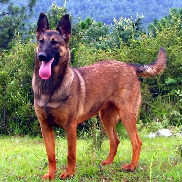 原来土狗还分这么多种类,中国的土狗全部种类