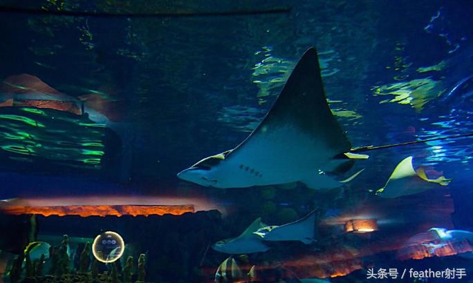 太平洋海洋馆和北京海洋馆哪个好,北京海洋馆和上海海昌海洋馆