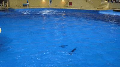 太平洋海洋馆和北京海洋馆哪个好,北京海洋馆和上海海昌海洋馆