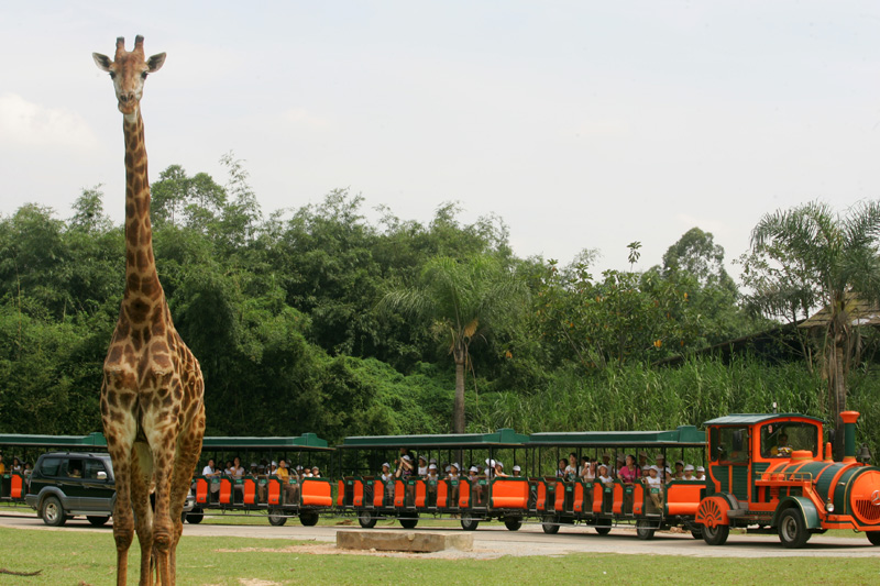长隆野生动物园一日游日记100字,游玩动物园日记100字