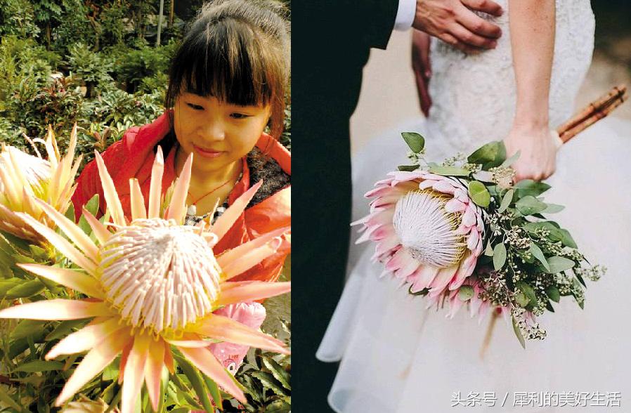 花期5个月的室内球根花卉,超级盆花王2.5寸