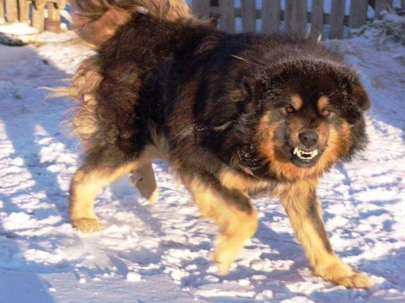 原来土狗还分这么多种类,中国的土狗全部种类