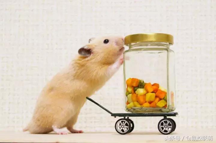 仓鼠帮另一只仓鼠照顾宝宝,仓鼠的哪一个动作代表它很开心