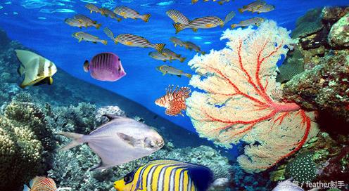 太平洋海洋馆和北京海洋馆哪个好,北京海洋馆和上海海昌海洋馆