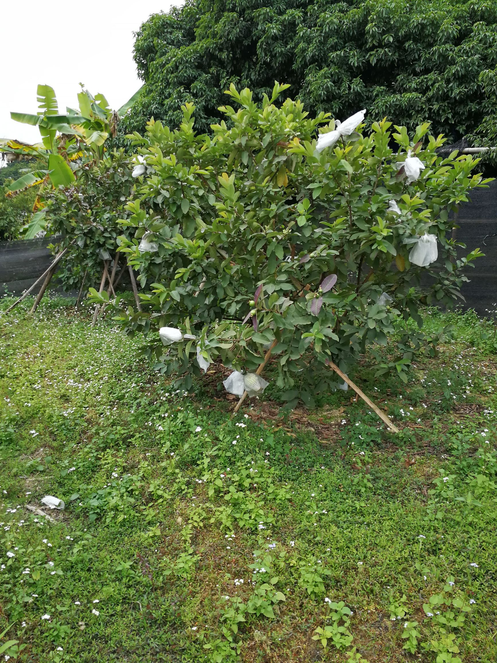 中山摘番石榴果园,摘番石榴果园附近