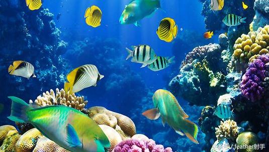 太平洋海洋馆和北京海洋馆哪个好,北京海洋馆和上海海昌海洋馆