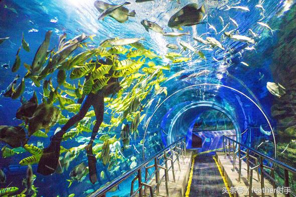 太平洋海洋馆和北京海洋馆哪个好,北京海洋馆和上海海昌海洋馆
