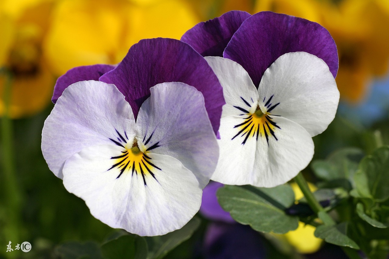 好似蝴蝶般的兰花翩翩起舞,好似蝴蝶的花