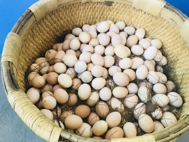 田田深入2017四川农博会，逛一圈，胖5斤！