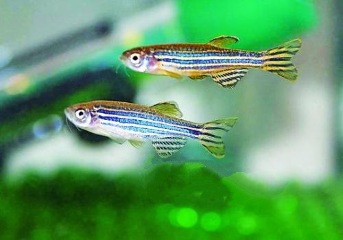 斑马鱼小型热带观赏鱼,热带斑马鱼多少钱一斤