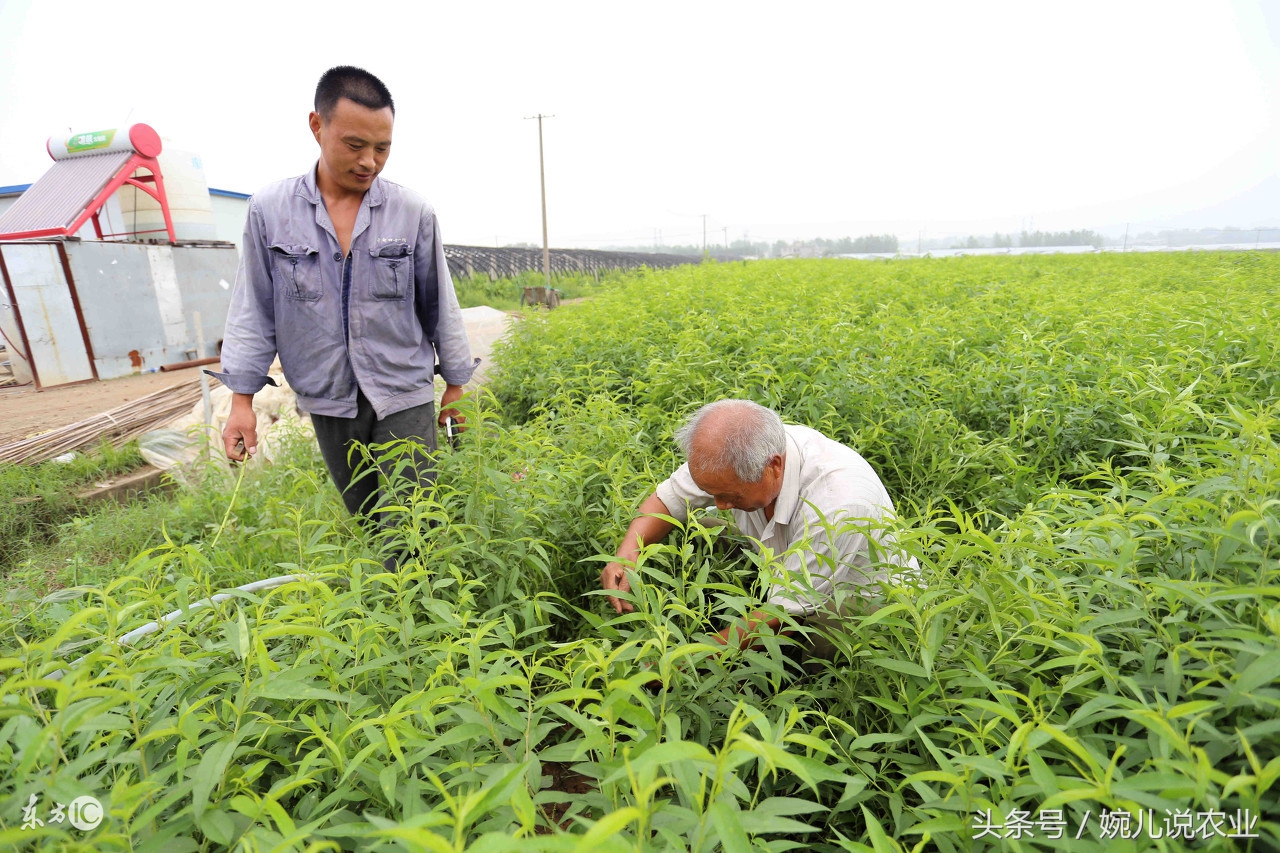 种植什么中药材暴利,种植什么药材可卖几十块钱一斤