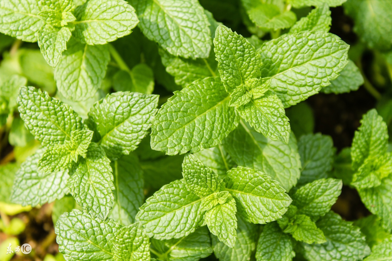 薄荷的功效与功能薄荷叶怎么吃,薄荷叶有什么功能该怎么吃