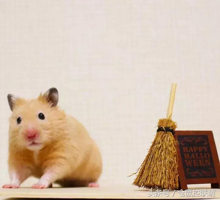 仓鼠帮另一只仓鼠照顾宝宝,仓鼠的哪一个动作代表它很开心