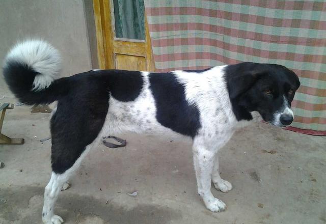 原来土狗还分这么多种类,中国的土狗全部种类