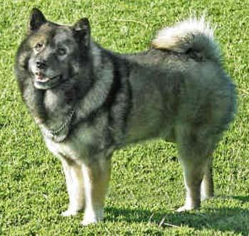 原来土狗还分这么多种类,中国的土狗全部种类