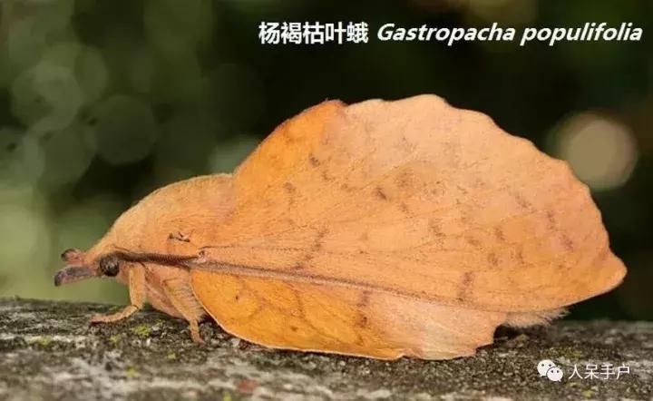 幺蛾子介绍,蛾子的宝宝