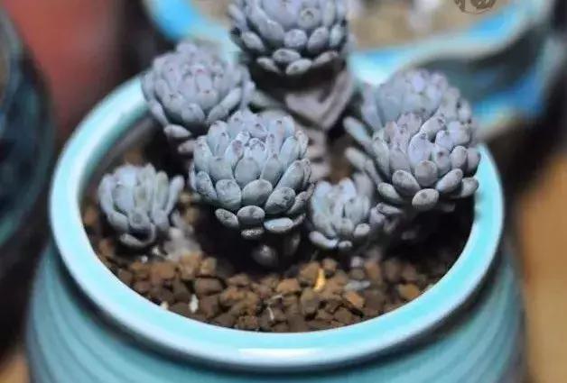 什么多肉有香味又好养,有香味的多肉哪种好养