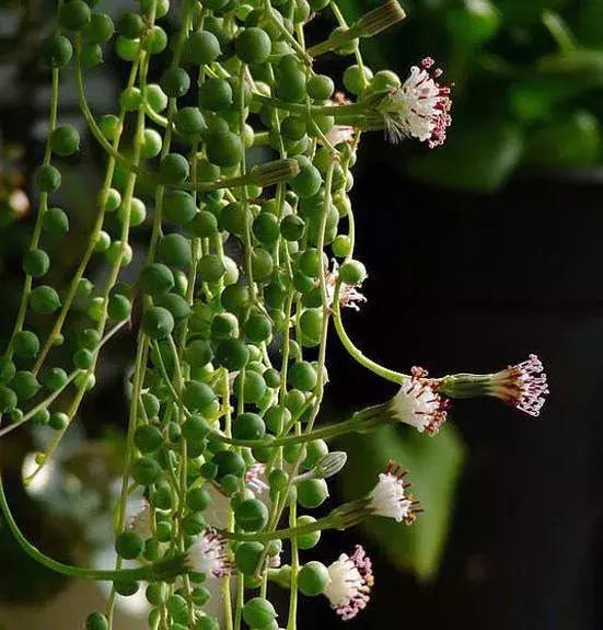 什么多肉有香味又好养,有香味的多肉哪种好养
