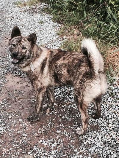 原来土狗还分这么多种类,中国的土狗全部种类