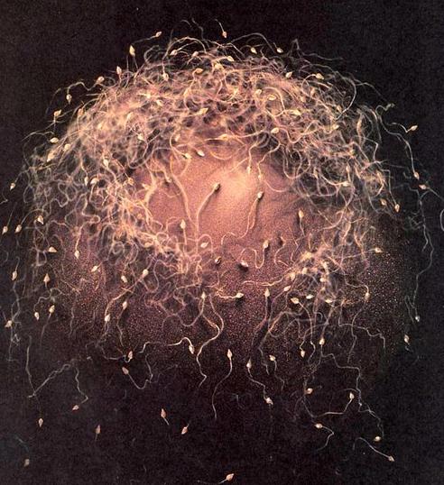 女性一辈子能够捐几次卵子,捐卵子3次