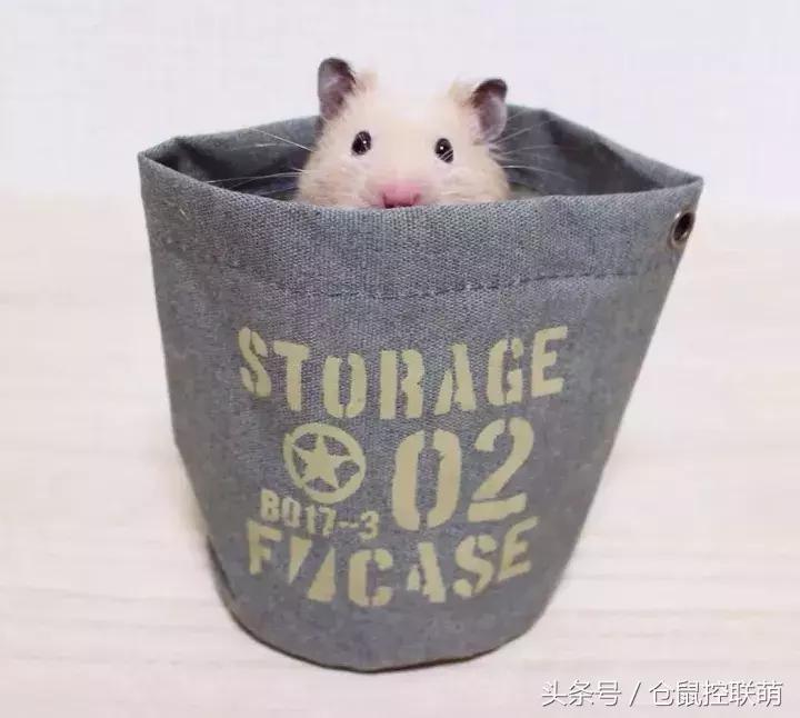 仓鼠帮另一只仓鼠照顾宝宝,仓鼠的哪一个动作代表它很开心