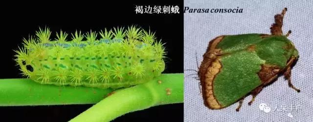 幺蛾子介绍,蛾子的宝宝