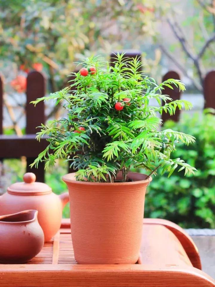红豆杉盆栽如何介绍,红豆杉盆景教程