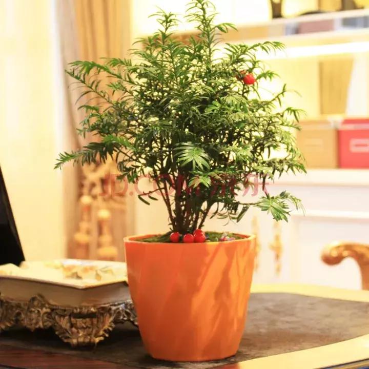 红豆杉盆栽如何介绍,红豆杉盆景教程