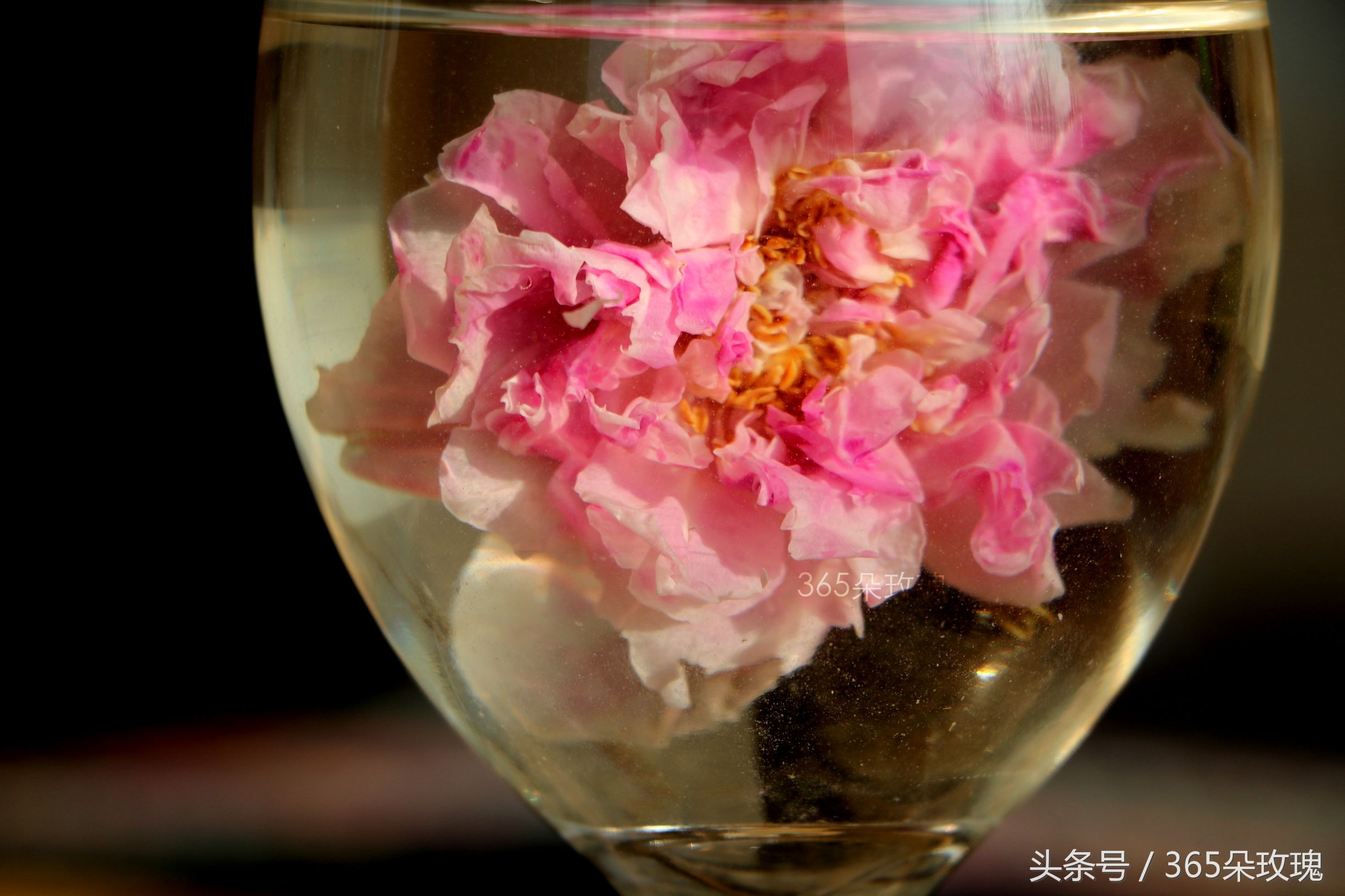 玫瑰花茶能够泡出精油吗女生,玫瑰花茶真的能泡出玫瑰精油吗