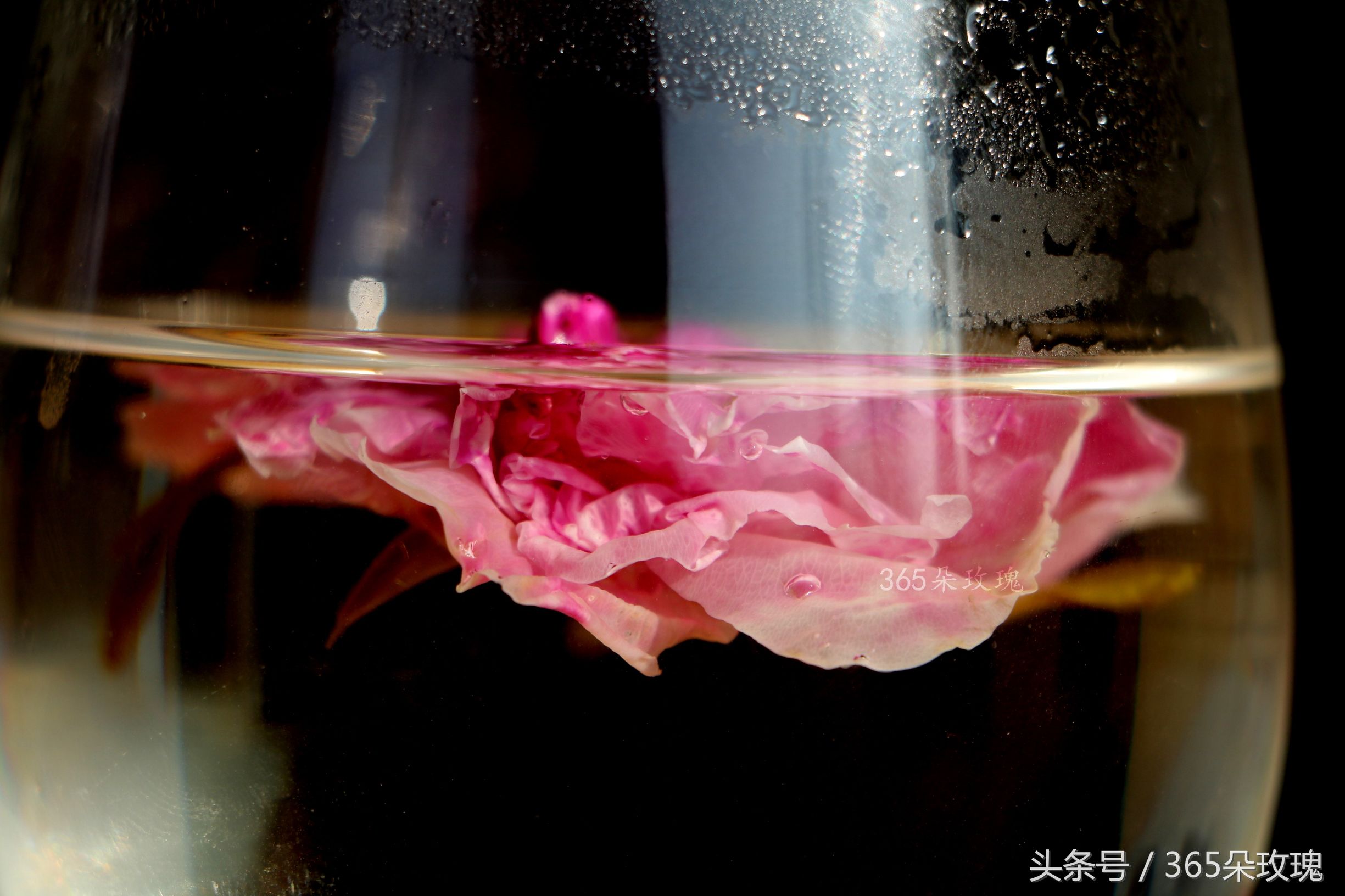 玫瑰花茶能够泡出精油吗女生,玫瑰花茶真的能泡出玫瑰精油吗