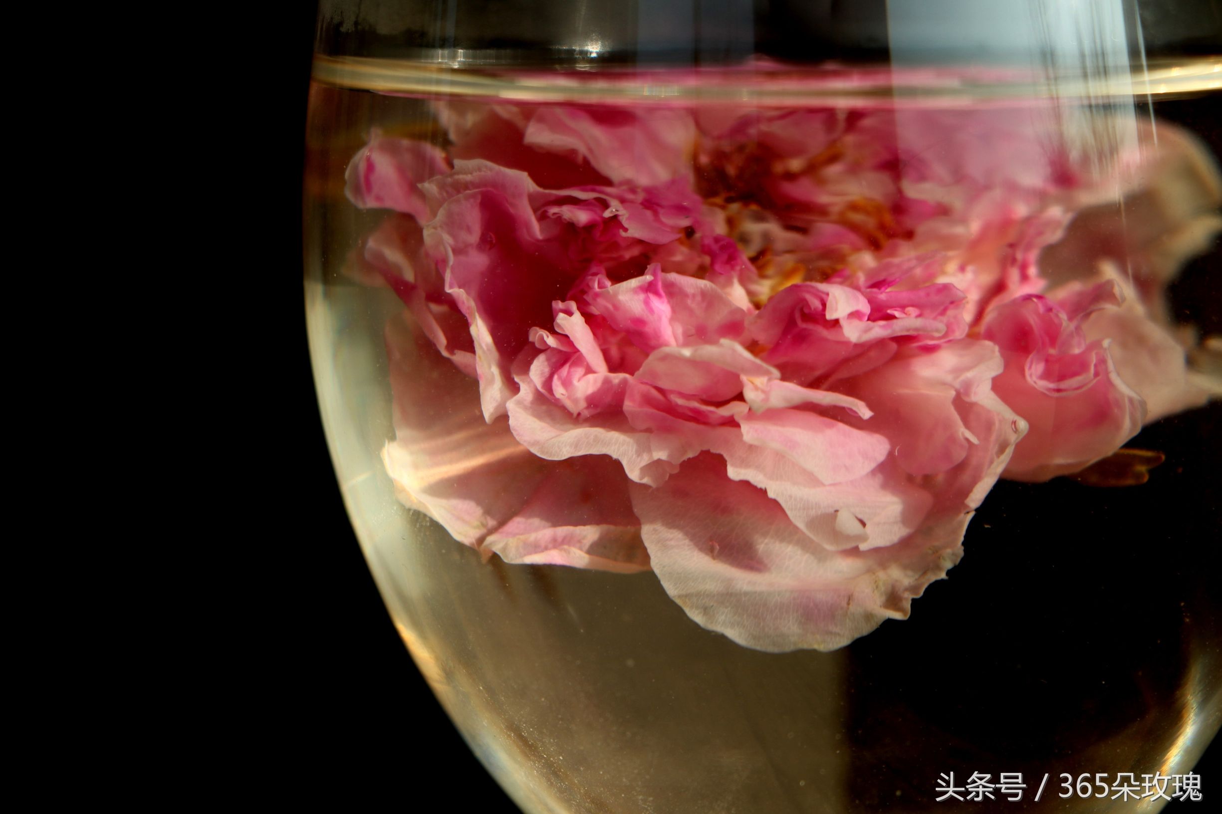 玫瑰花茶能够泡出精油吗女生,玫瑰花茶真的能泡出玫瑰精油吗