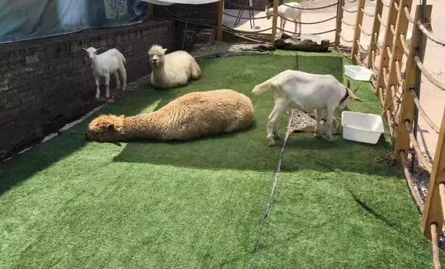 重庆高山避暑垂钓,周末自驾烧烤好去处