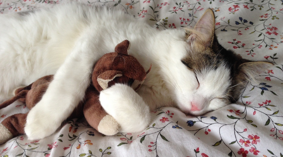 一直在减肥从来未告捷,一直在减肥却从来没减过一斤八两