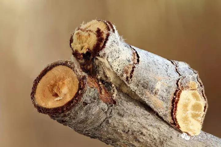 幺蛾子介绍,蛾子的宝宝