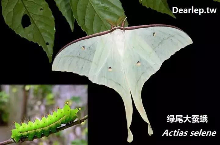 幺蛾子介绍,蛾子的宝宝