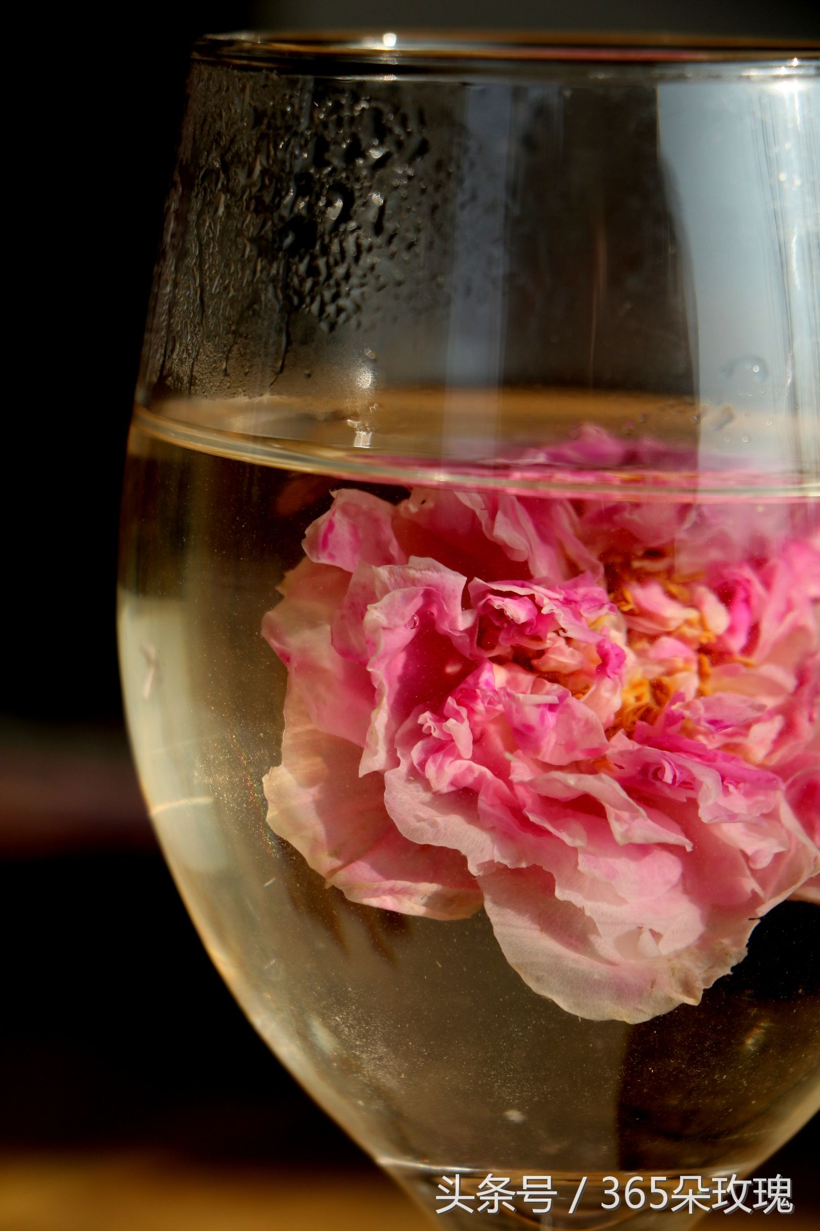 玫瑰花茶能够泡出精油吗女生,玫瑰花茶真的能泡出玫瑰精油吗