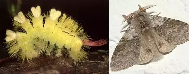 幺蛾子介绍,蛾子的宝宝