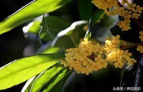 十一月有哪些花盛开,十一月都有哪些典型花朵
