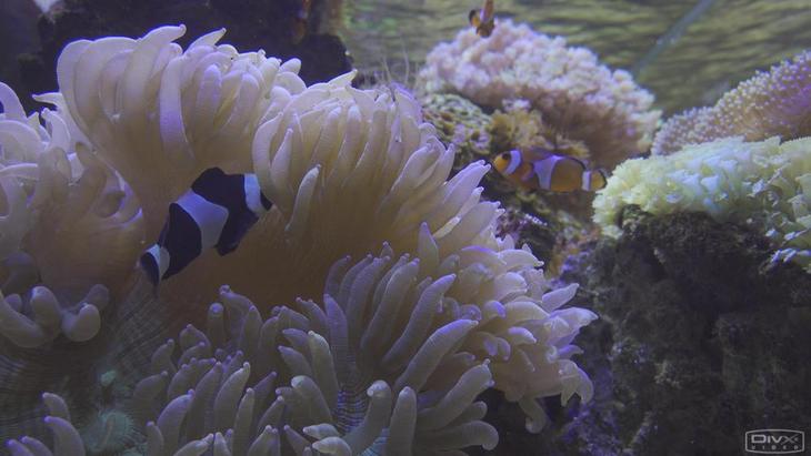 可拍4KHDR视频的手持摄像机1英寸CMOS索尼FDR-AX700摄像机评测