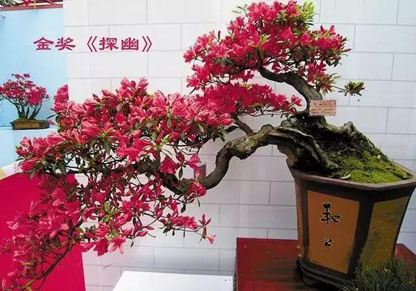 杜鹃花的鉴赏方法,关于杜鹃花的养护知识资料