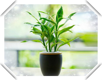 属猪人一生中最大变故早看早准备,哪个年份出生的属猪人晚年幸福