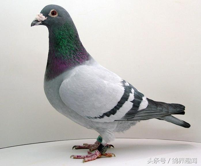 养鸽子怎样能节约鸽粮,养40只鸽子鸽棚多少钱