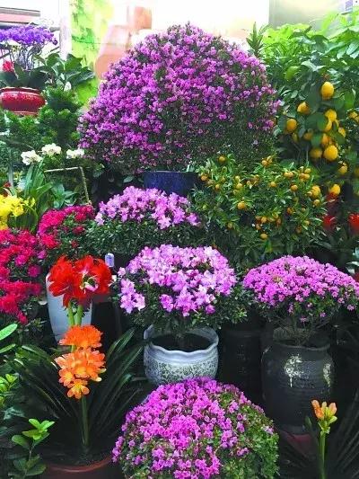 杜鹃花的鉴赏方法,关于杜鹃花的养护知识资料