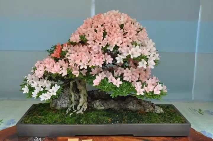 杜鹃花的鉴赏方法,关于杜鹃花的养护知识资料