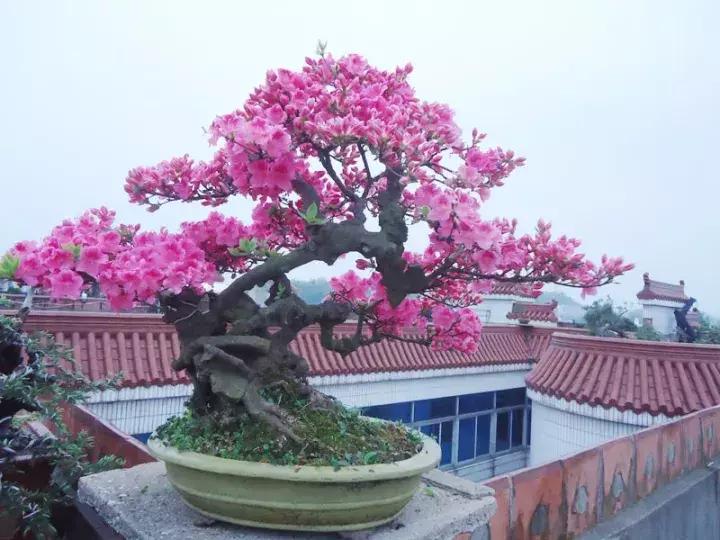 杜鹃花的鉴赏方法,关于杜鹃花的养护知识资料