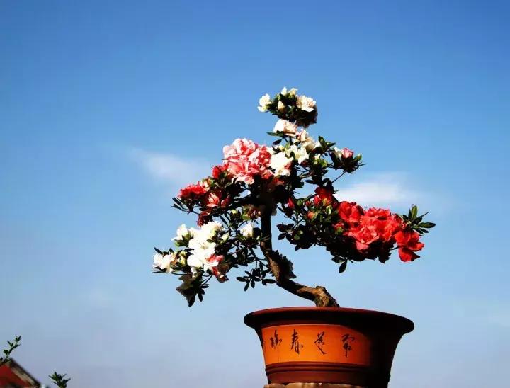 杜鹃花的鉴赏方法,关于杜鹃花的养护知识资料