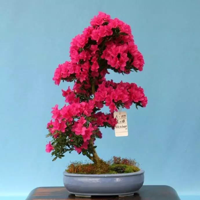 杜鹃花的鉴赏方法,关于杜鹃花的养护知识资料