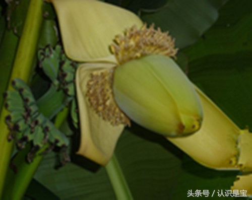 芭蕉树它是怎么来的,讲解芭蕉树